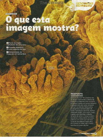Mundo Estranho Codigos secretos mulher 33